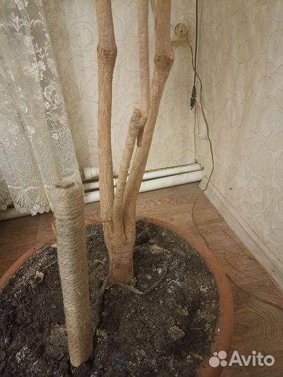 Пальма драцена