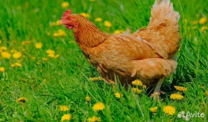 Куры несушки