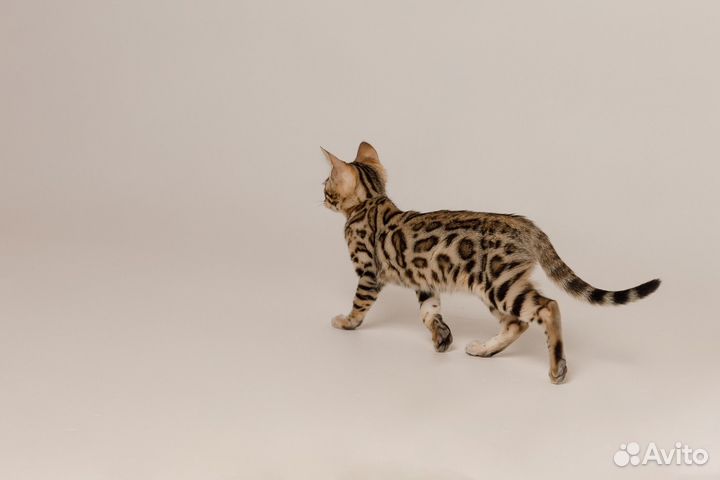 Бенгальская кошка