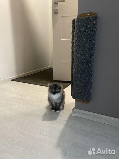 Котенок ищет дом
