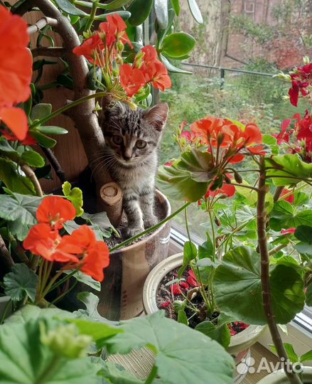 Котенок девочка