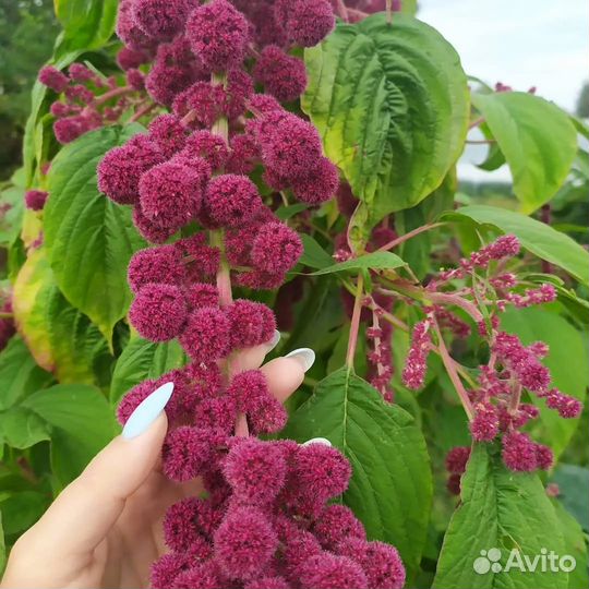 Семена амарантов