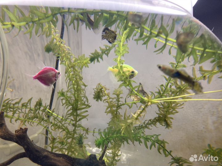 Аквариумные рыбки. Тернеция, гуппи, данио
