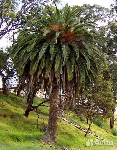 Саженцы Пальмы Финик Канарский