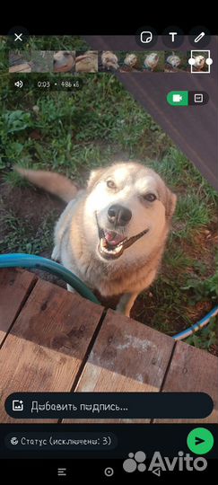 Маламут в добрые руки