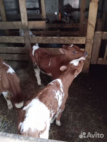 Телята бычки 1-2 месячные