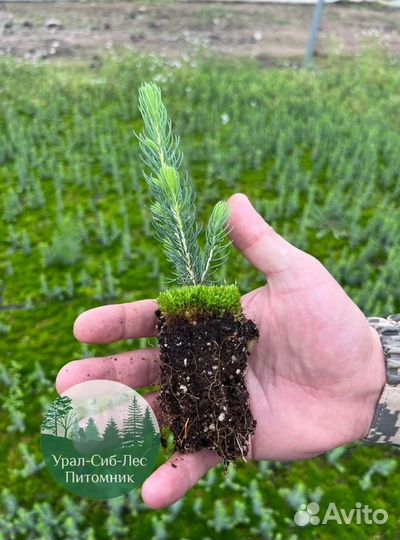 Сеянцы зкс Сосна окс Ель Лиственница Горная