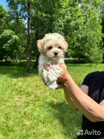 Щенки мальтипу