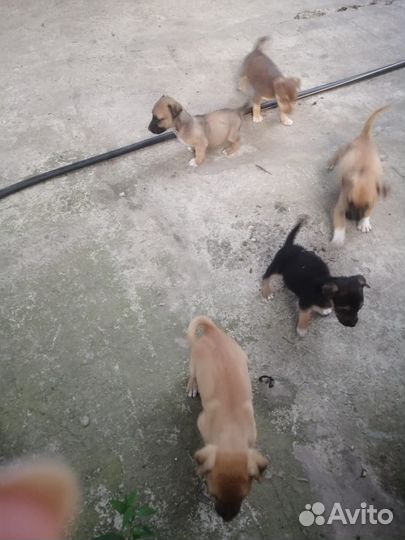 Щенки в добрые руки, от маленькой собаки