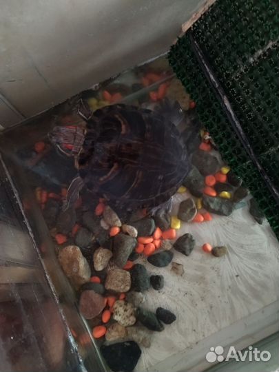 Красноухая черепаха с аквариумом