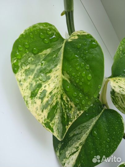 Сциндапсус марбл квин