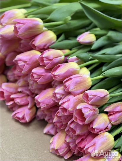 Луковицы тюльпанов