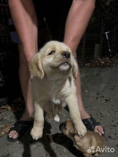 Двортерьер