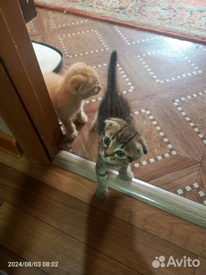 Котята в добрые руки бесплатно мальчик и девочка