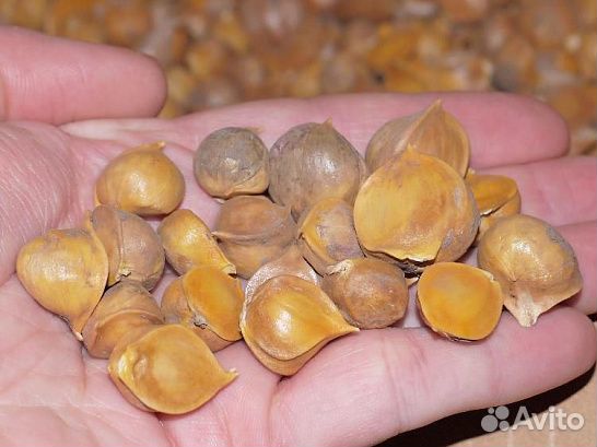 Чеснок Рокамболь (детки)