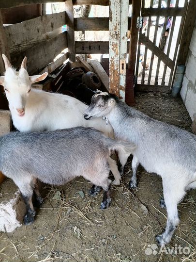 Козлята ламанча