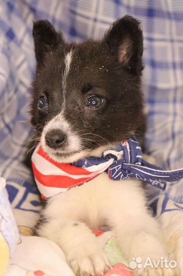 Щенок в поисках дома