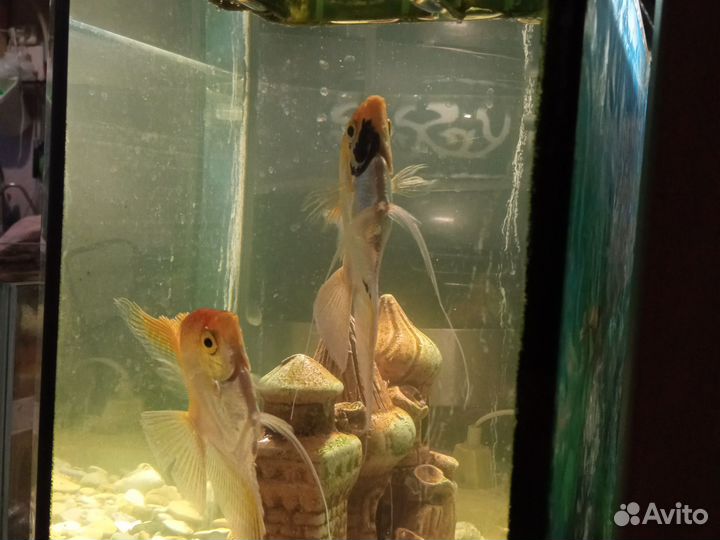 Аквариумные рыбки скалярии