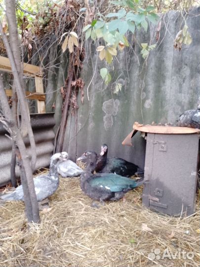 Мускусные утки