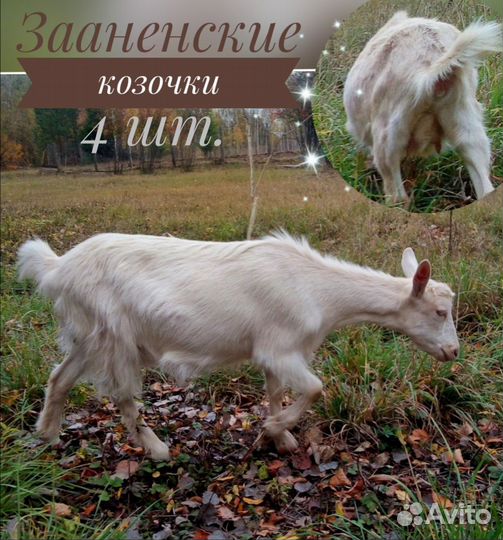 Зааненские козочки - 10 мес. (4 шт.)