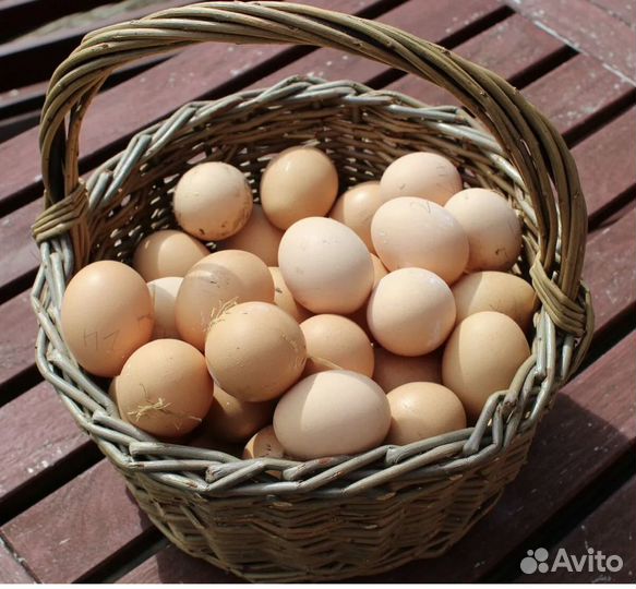 Домашние куриные яйца