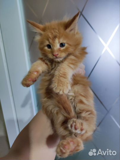 Котята мейн-кун бронь