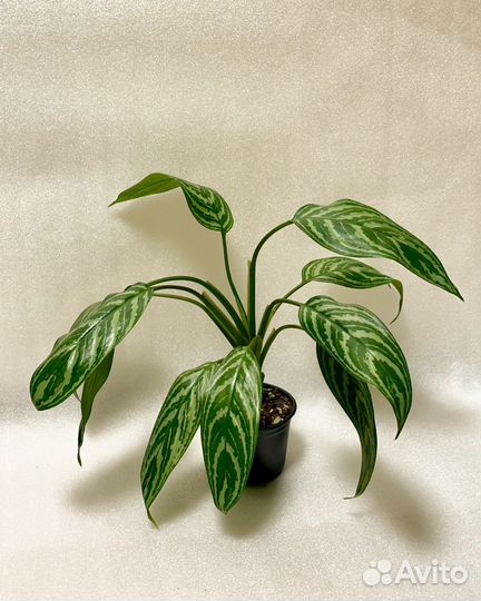 Аглаонема страйпс