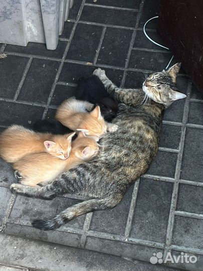 Котята в добрые руки