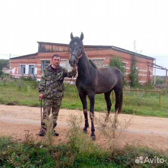 Орловский рысак