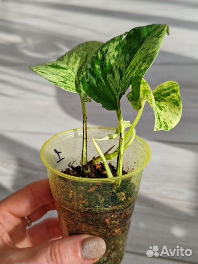Сциндапсус marble Queen марбл квин