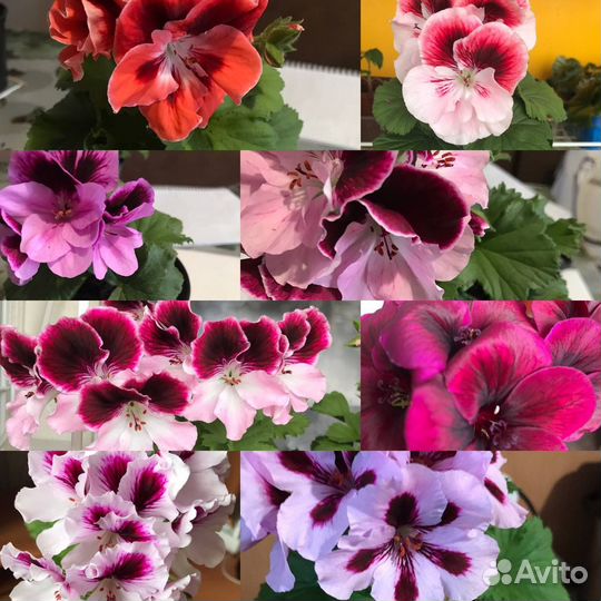 Продаются комнатные растения