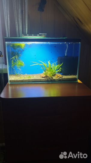 Аквариум