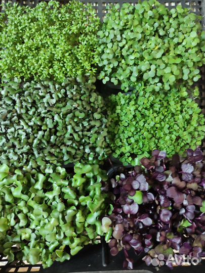 Микрозелень