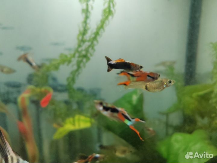 Гуппи эндлера, ампулярии