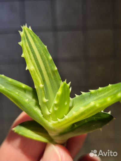 Алое вариегатный