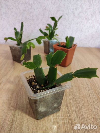 Декабрист белый