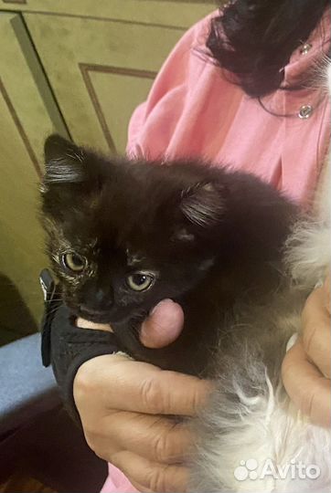 Котенок мышелов