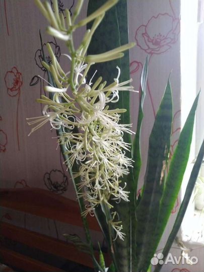 Сансевиерия