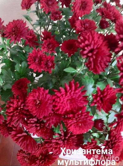 Хризантема