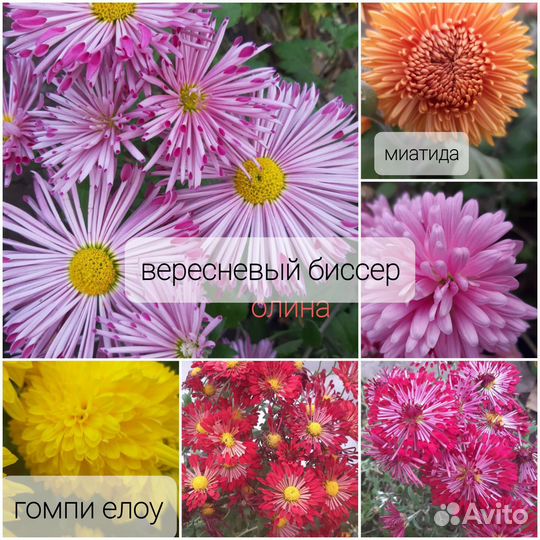 Хризантема корейская