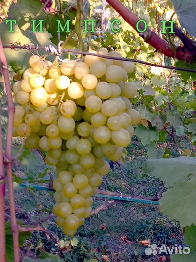 Каталог черенков винограда