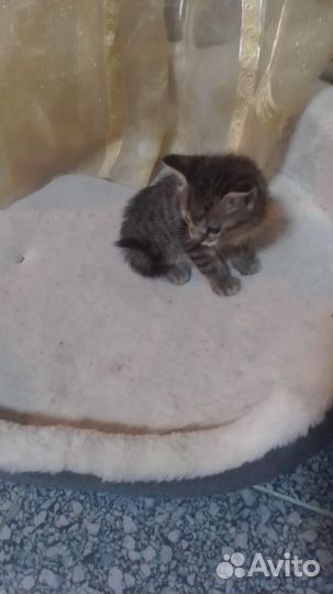Кошка в дар