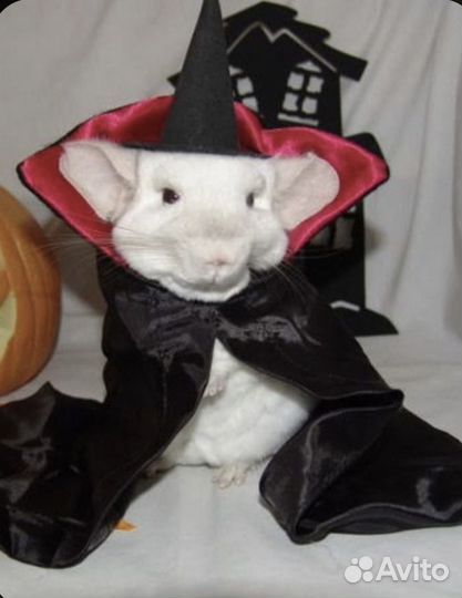 Милейшие шиншиллы - лучший подарок для дома