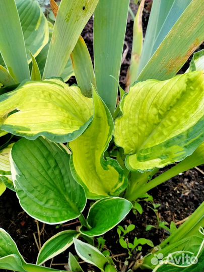 Хоста голубая и простая