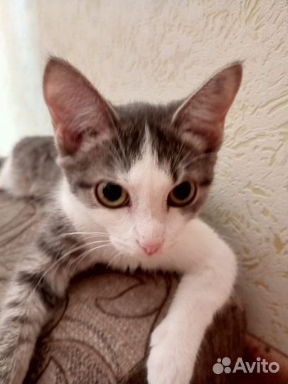 Игривая кошечка