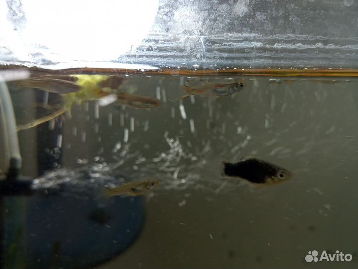 Аквариумные рыбки