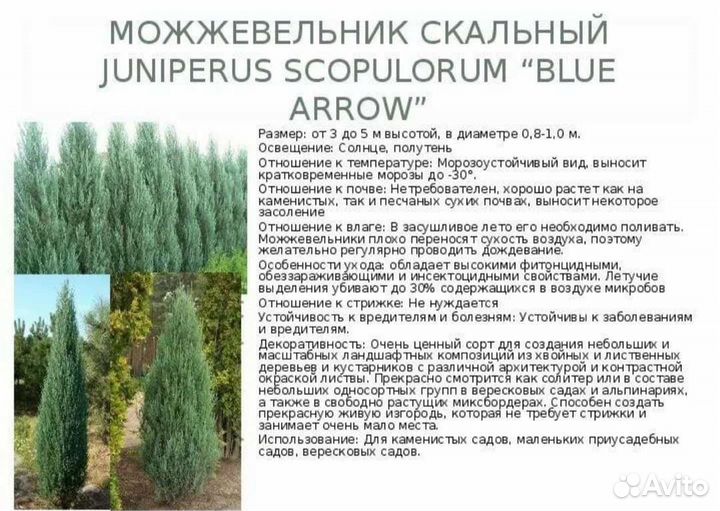 Можжевельник Блю Эроу