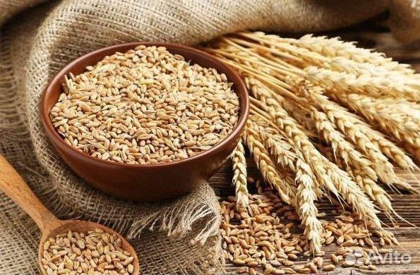 Пшеница