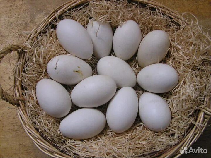 Инкубационное яйцо гусей