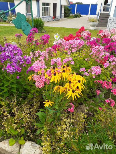 Сирень, цветы,спирея,на заказ